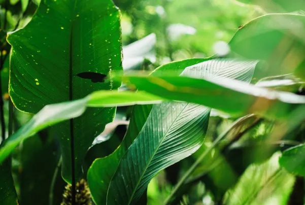 impacto banner Latas de Tinta Suvinil